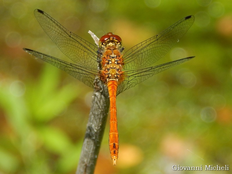 Quale Sympetrum ? sanguineum